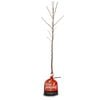 Plant Almond All In One