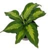 180mm Ivory Green - Dieffenbachia maculata