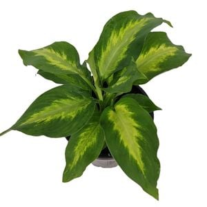 180mm Ivory Green - Dieffenbachia maculata