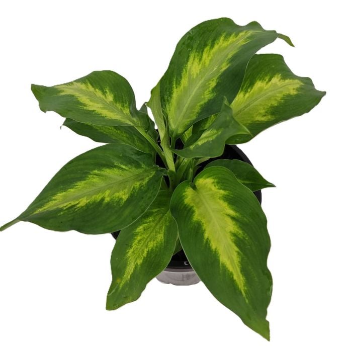 180mm Ivory Green - Dieffenbachia maculata