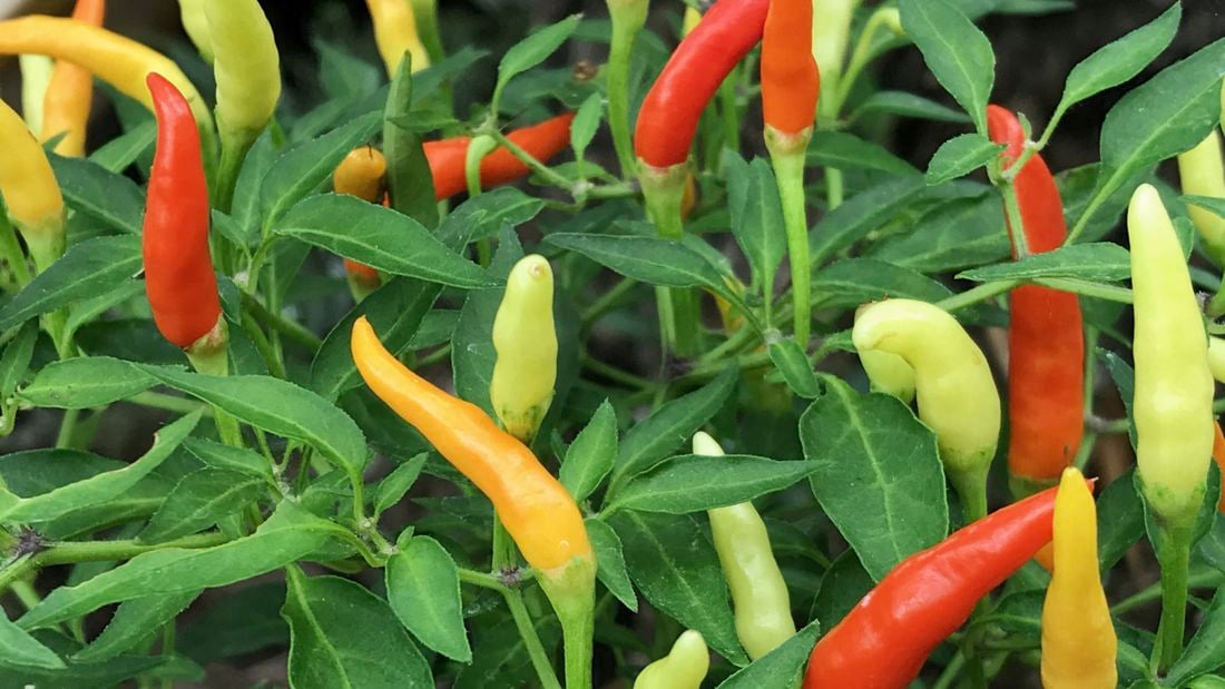 Close up of a chilli plant.