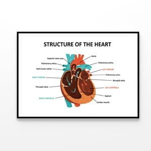 Anatomy Of Human Heart  Print 100% Australian Made 90x60cm  (Poster)