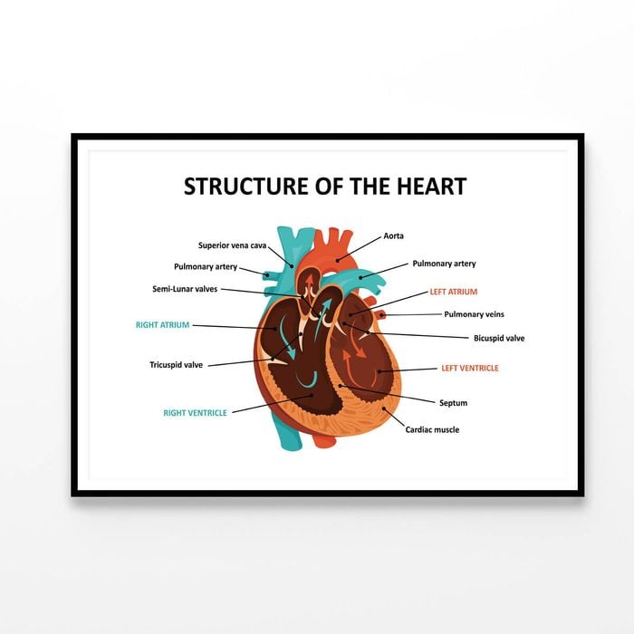 Anatomy Of Human Heart  Print 100% Australian Made 90x60cm  (Poster)