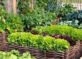 DIY Advice Image - How to start a vegetable garden . G Drive blob storage upload.