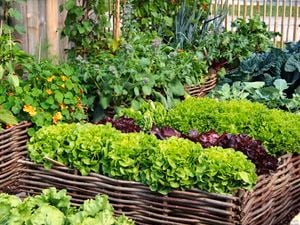 DIY Advice Image - How to start a vegetable garden . G Drive blob storage upload.