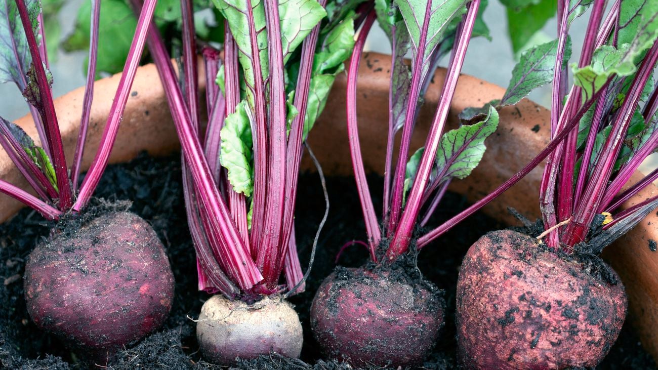 Homegrown beetroot in a terracotta pot filled with soil
