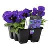 6 Cell Fusion Pansy Dark Blue - Viola x wittrockiana