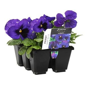 6 Cell Fusion Pansy Dark Blue - Viola x wittrockiana
