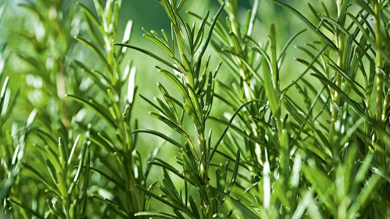 Close up image of rosemary growing in a garden