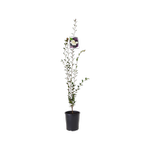 140mm Camellia Transnokiensis - Camellia sasanqua