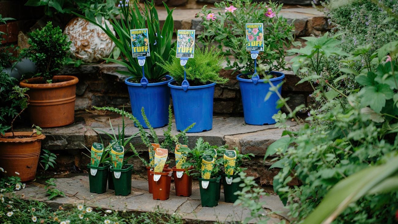 Three Australian native plants