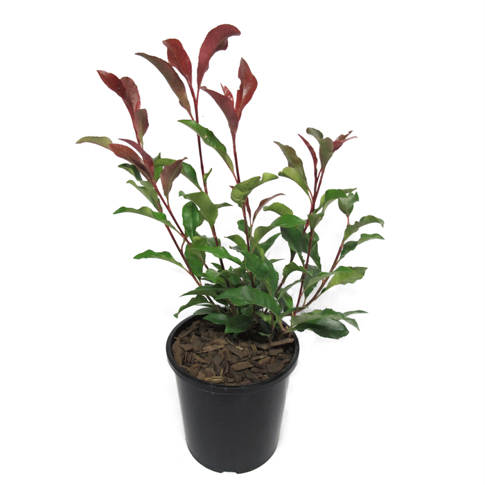 2.4L Photinia Supa Red - Photinia glabra