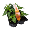 Mexican Chilli Combo - 6 Pack
