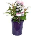 140mm Fantasy Flowers - Tibouchina Peace Baby