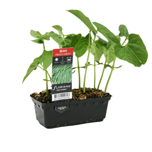 Punnet French Green Bean - Phaseolus vulgaris