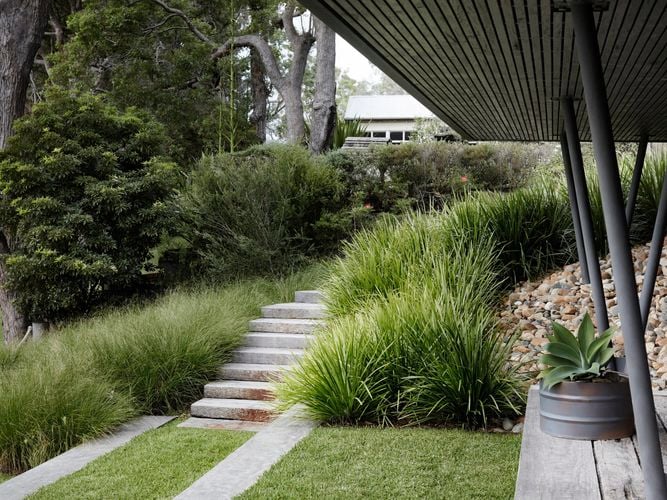 Katrinus Lomandra
