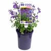 140mm Salvia - Salvia So Cool Violet