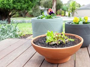 DIY - Header - How to plant seedlings