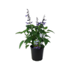 2.5L Salvia Black & Bloom - Salvia
