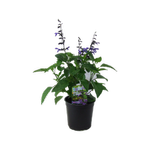 2.5L Salvia Black & Bloom - Salvia