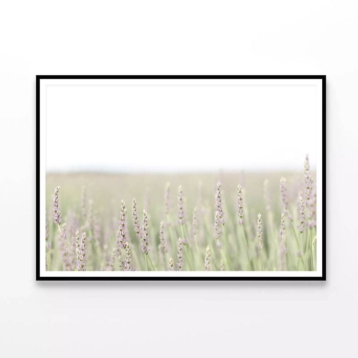 Lavender with Grass & Plants  Print 100% Australian Made 120x90cm  (Poster)