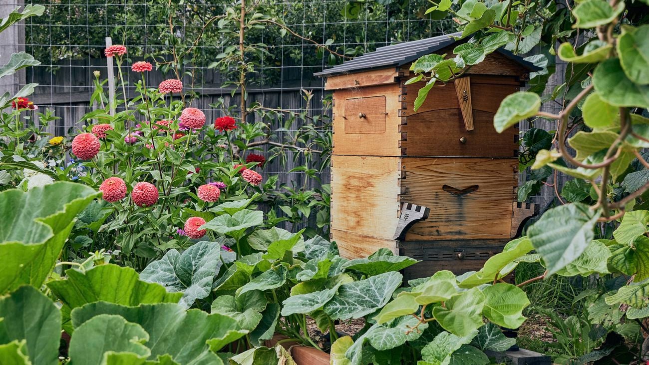 A wooden beehive surrounded by leafy plants and red flowers, with a wire fence and trees in the background.