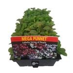 Mega Punnet Flowering Range - Lobelia String Pearls