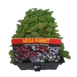Mega Punnet Flowering Range - Lobelia String Pearls