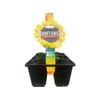 6 Cell Punnet Assorted Sunflowers - Helianthus annus
