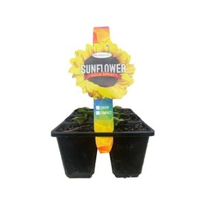 6 Cell Punnet Assorted Sunflowers - Helianthus annus