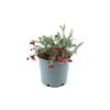 250mm Grevillea Red Cloud
