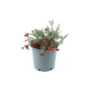 250mm Grevillea Red Cloud