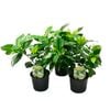 12cm Assorted Gardenia - Gardenia veitchii