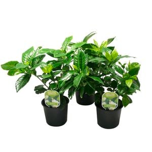 12cm Assorted Gardenia - Gardenia veitchii