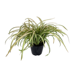 2L Phormium Blonde - Phormium