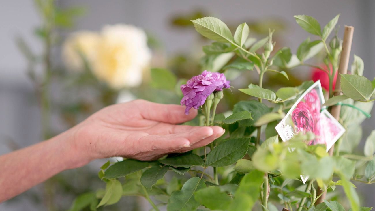 A hand delicately tends to a pink rose flower.