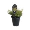 3.5L Coleonema Sunset Gold - Coleonema pulchellum