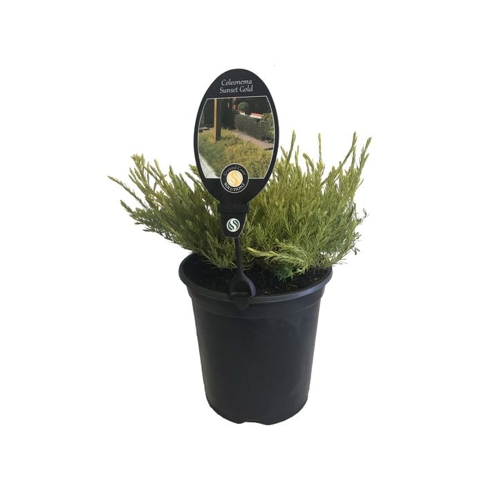 3.5L Coleonema Sunset Gold - Coleonema pulchellum