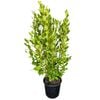 4L Kapuka - Griselinia Broadway Mint 