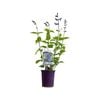 140mm Fisher Signature Salvias Ocean Blue - Salvia