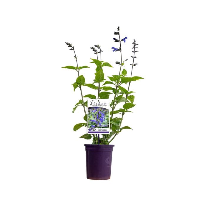 140mm Fisher Signature Salvias Ocean Blue - Salvia