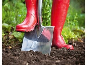 DIY Advice Image - Going green with a sustainable kitchen garden . Elvis and Personal SharePoints blob storage upload.
