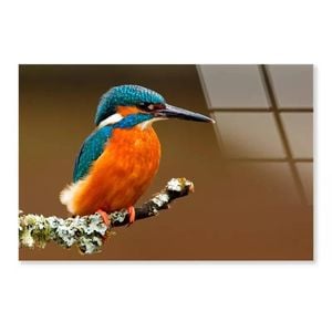 Kingfisher On Branch  Print 100% Australian Made 50 x 40cm  (Acrylic)
