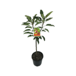 4.7L Apple Teachers Pet - Malus spp
