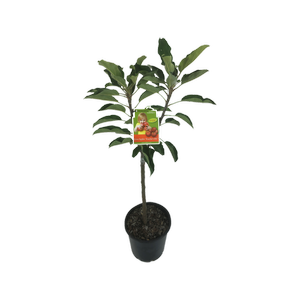 4.7L Apple Teachers Pet - Malus spp