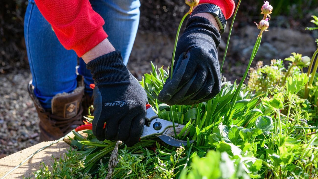 Gloved person using a pruning tool to remove dead flowers