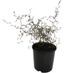 2.5L Kowhai - Sophora prostrata