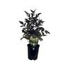 1.5L Dahlia Mystic Illusion - Dahia