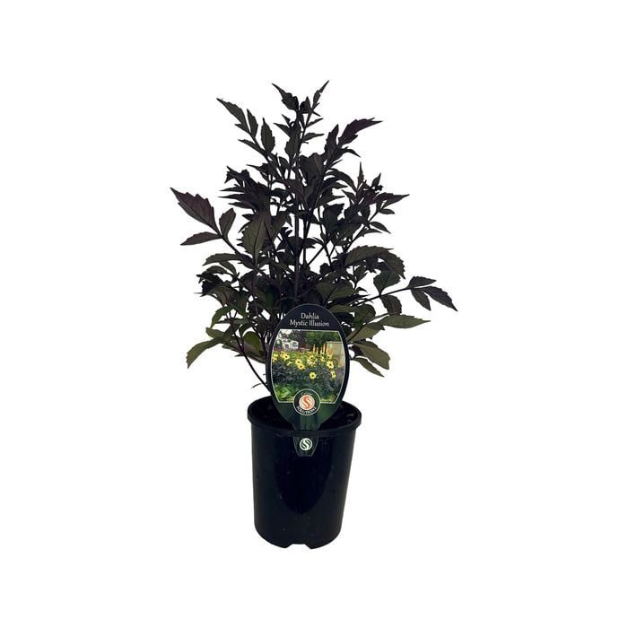 1.5L Dahlia Mystic Illusion - Dahia