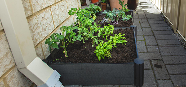 Plants growing in a planter box